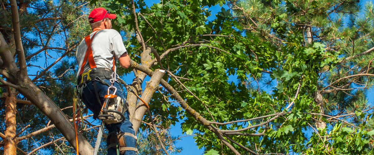 arborist_trimming_tree_top Terry's Tree Service